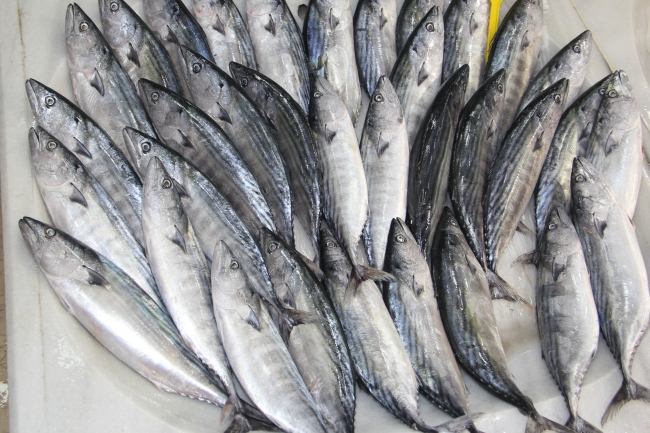 Türkiye'den ihraç edilen balıklar 70 ülkede sofraları süslüyor